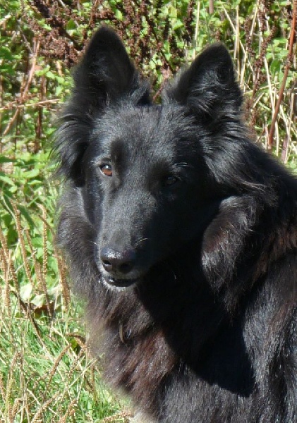 Aria Du verger de la groue