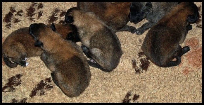 3 superbes chiots mâles Tervuerens